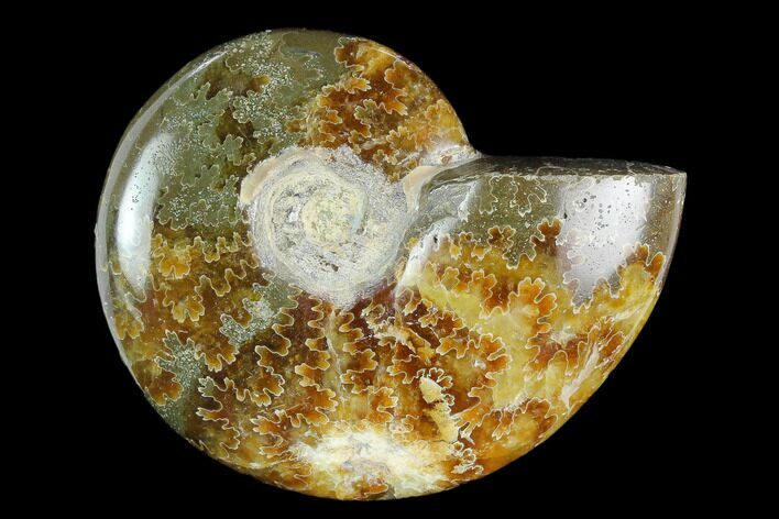 Polished, Agatized Ammonite (Cleoniceras) - Madagascar #119054